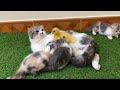 Cat and duckling: The duckling wants to join the cat family.