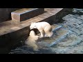 Белые медвежата резвятся вместе с мамой 08.07.2019