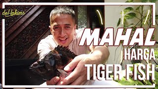 MAHAL nya HARGA TIGER FISH
