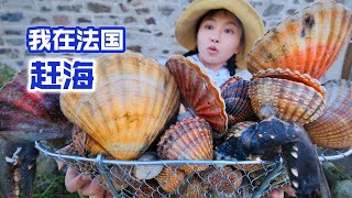 在法国赶海捡30斤带刺蛤蜊个头足有网球大 | 趕海 | 法國 | 生蚝 | 扇贝 | 美食 | 农村 | 海鲜 |