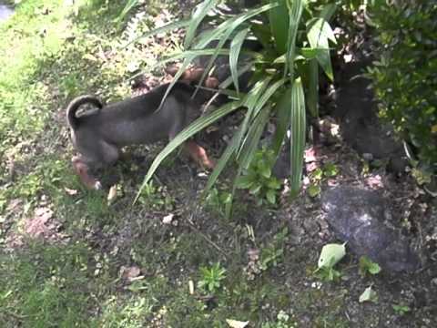 元気猪犬子犬