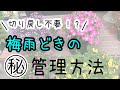 ペチュニア＆カリブラコアの切り戻しについて紹介します✨
