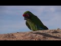 Macaw freeflight adventure at avian behavior international