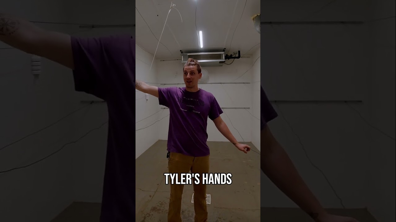 Hand-Trimmed Cannabis: Quality & Speed Secrets Revealed!