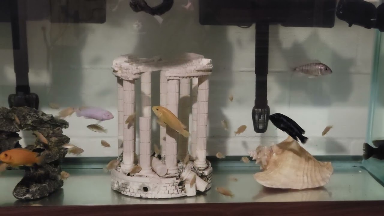 Adults and  babies  together  way less  aggression 