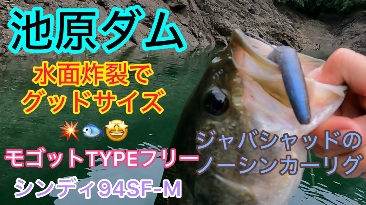 【池原ダム】水面炸裂！激しい表層バイトで、グッドサイズのバスが釣れました☆