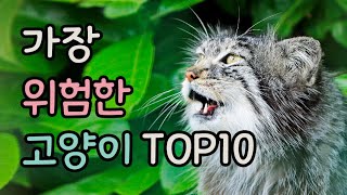 가장 위험한 고양이 TOP10 | dangerous cat breeds top10 | 고양이 랭킹 | 고양이 순위
