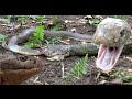 KING Cobra, Attacks Eats Spitting Cobra RARE FOOTAGE HD