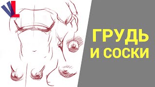 Торс спереди: Грудь и Соски [Александр Рыжкин - Избранное ч.25]