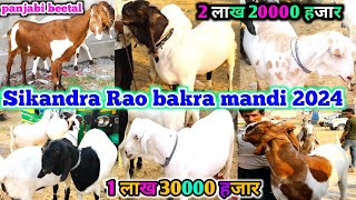 Sikandra rao bakra mandi 2024 Eid Qurbani new update panjabi beetal 1 lakh 30000 hajar May 23 2024