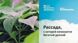 Рассада, с которой начинается богатый урожай(, 2014-02-18T14:15:35.000Z)