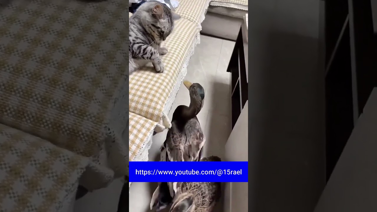 Stork Teases a Cat &ndash; Unexpected Animal Comedy! 🐱🕊️😂