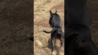 Boundless Energy On The Run