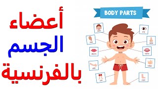 Les parties du corps - Body parts  تعلم الفرنسية : أجزاء الجسم بالفرنسية