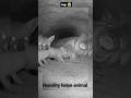 humility mardrill brings peace : feeding a Leopard Family at night #animalsvideo #animals #humanity