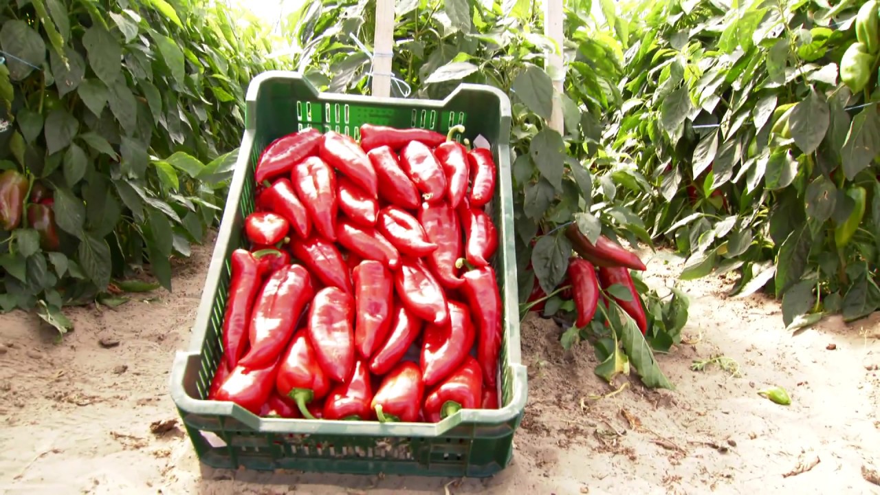 Farkas Tamás – Kadarka F1 vírusellenálló tálcás kápia paprika bemutatása