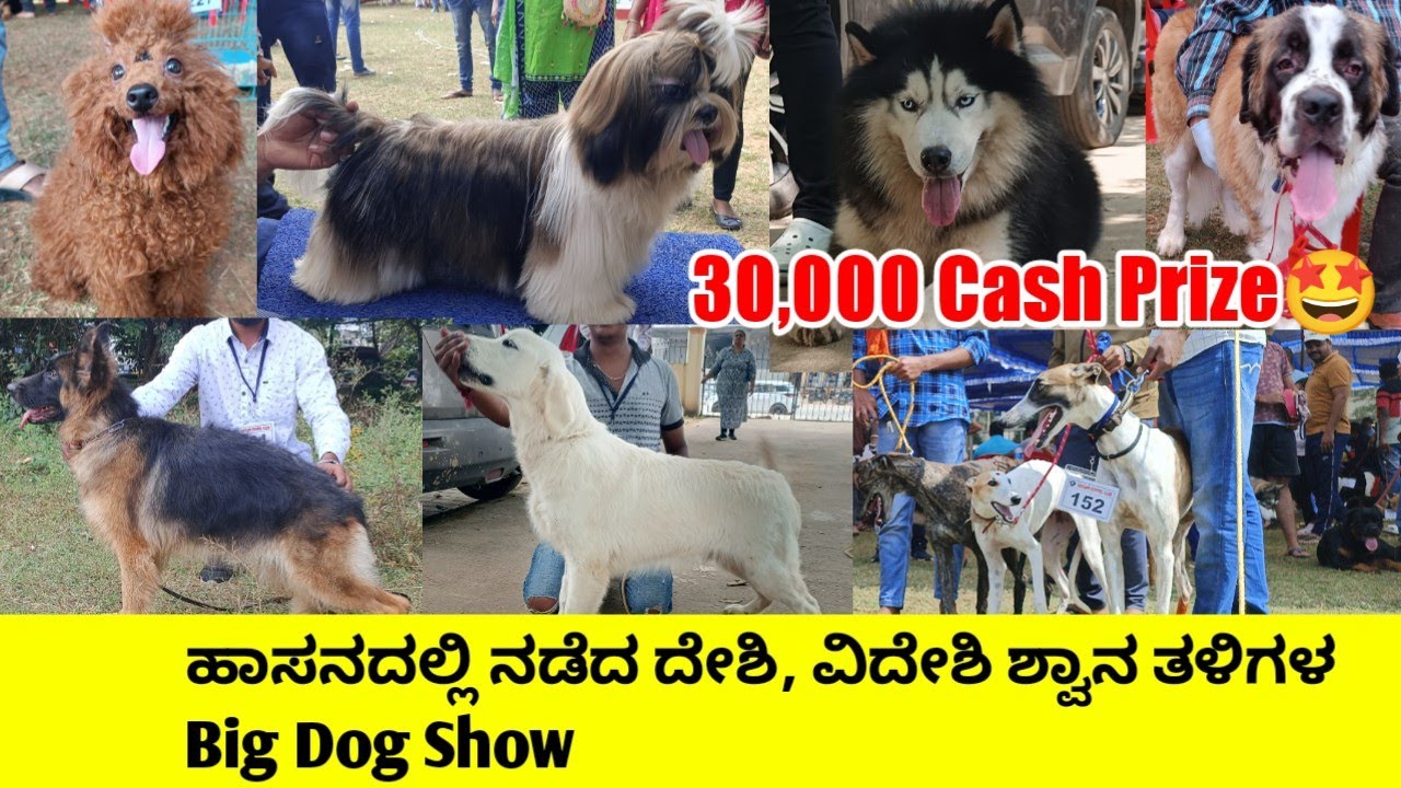 ಹಾಸನದಲ್ಲಿ ನಡೆದ ದೇಶಿ, ವಿದೇಶಿ ಶ್ವಾನ ತಳಿಗಳ Big Dog Show Dog Show In