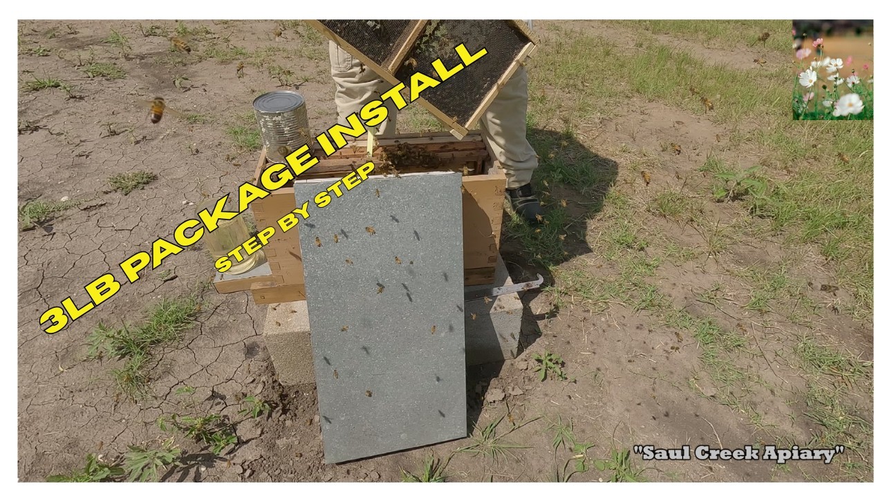 How to Install a 3lb Package of Bees in Early Spring | Beginner Beekeeping Step-by-Step