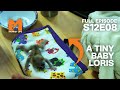 Alison Mothers the Tiniest Baby Loris | Season 12 Episode 8 | Full Episodes | Monkey Life
