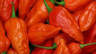 How to grow Ghost Peppers