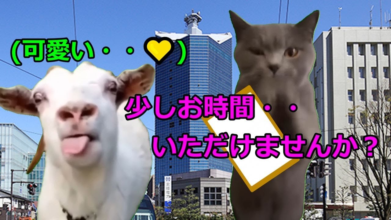 【猫ミーム】ハニートラップ事件！！