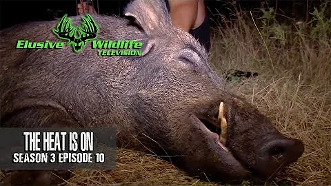 Elusive Wildlife S3:E10: Monster Split Eared Boar | Hogs, hogs, and more hogs! | Kill Light Massacre