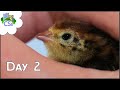 Raising Celadon / Coturnix Quail Chicks - Day 2: New Faces!