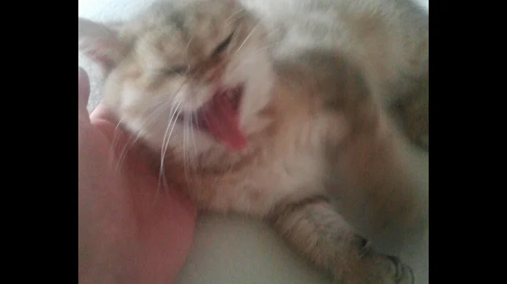 Video 3988771: shorthair kitten first, british kitten, british hair, dog british