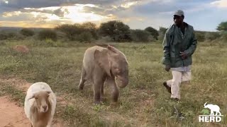 Baby Elephant on the Run! Watch Khanyisa’s Sweetest Running Moments!