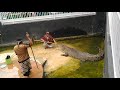 Atraksi Pawang Buaya Di Predator Fun Park - Batu/Malang (Mohon Tidak Di Tiru/Di Contoh)