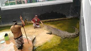 Atraksi Pawang Buaya Di Predator Fun Park - Batu/Malang (Mohon Tidak Di Tiru/Di Contoh)