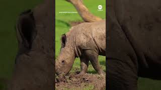 Endangered baby rhino runs in the sun with mom