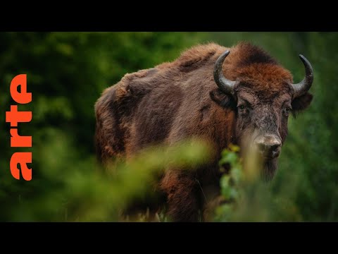 Vidéo: La nature sauvage de la Scandinavie est unique et majestueuse