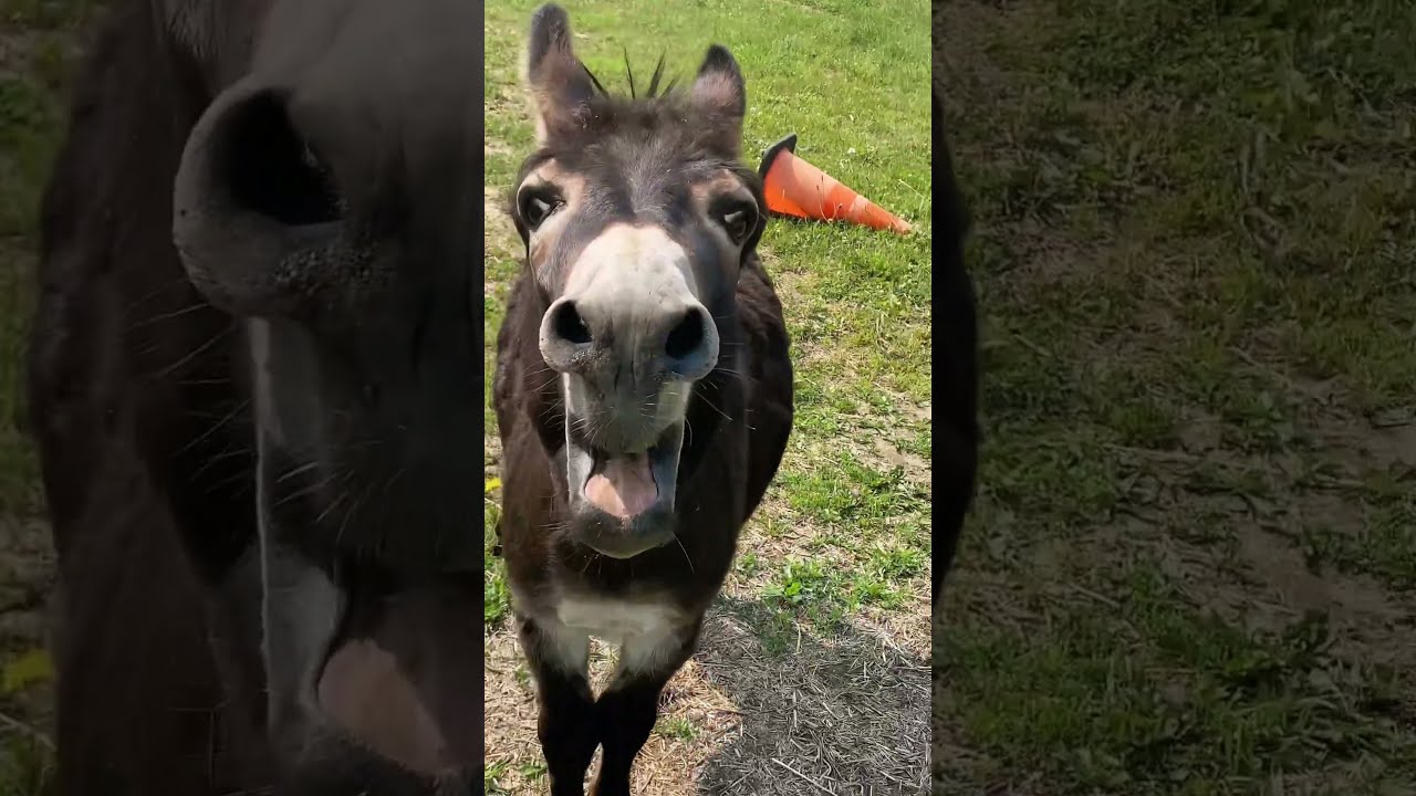 Low Key The Funniest Donkey Alive Fouryoupage Funny Fyp Pets Usaus Foryou
