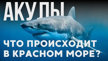 Акулы в Египте: насколько это опасно? | Красное море, Снорклинг, дайвинг и безопасность Египет 2025