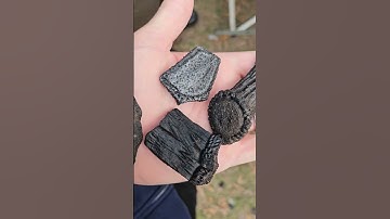 how many #iceage #fossils can you name here? #fossilhunting #fossil #fossils #peaceriver #mammals