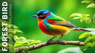 1 Hours of Beautiful Birds  Relaxing Nature Sounds, Chirping Birds, Soft Piano