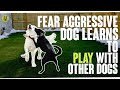 Fear aggressive dog learns to play with other dogs