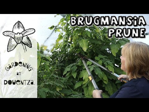 Video: Brugmansijos genėjimas – kaip apkarpyti brugmansiją