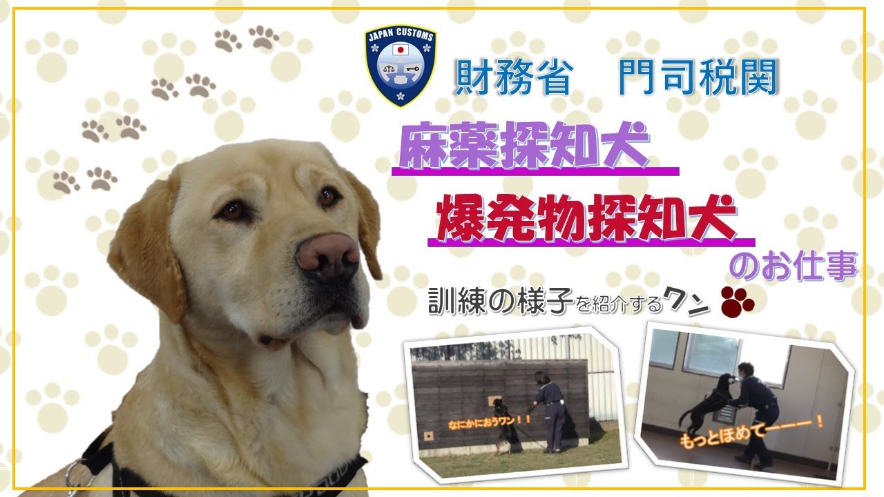 門司税関 麻薬探知犬 爆発物探知犬のお仕事 訓練の様子を紹介するワン Youtube