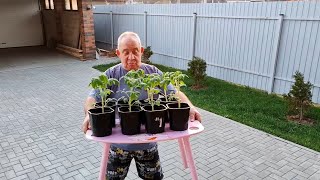 Садово-огородные работы. Два жарких дня