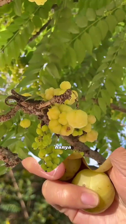 Petik Buah Cermai untuk Dijadikan Rujak #cermai #shortvideo #fruit