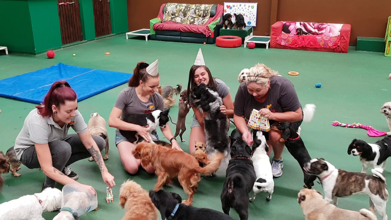 billy's dog daycare