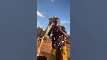 Geel Iyo Dhaanto Qaabka Jilinka Iga Gadan 