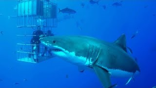 Deep Blue, one of the biggest great white sharks ever