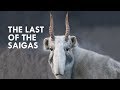 Saigas are Straight Out of Star Wars