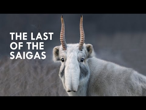 Video: Fremmede Antilope Saiga - Alternativ Visning