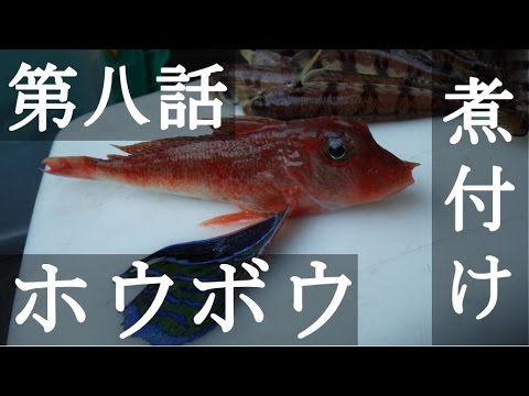 ホウボウの煮付けを作ってみた 料理動画 海鮮アクアリウム Youtube