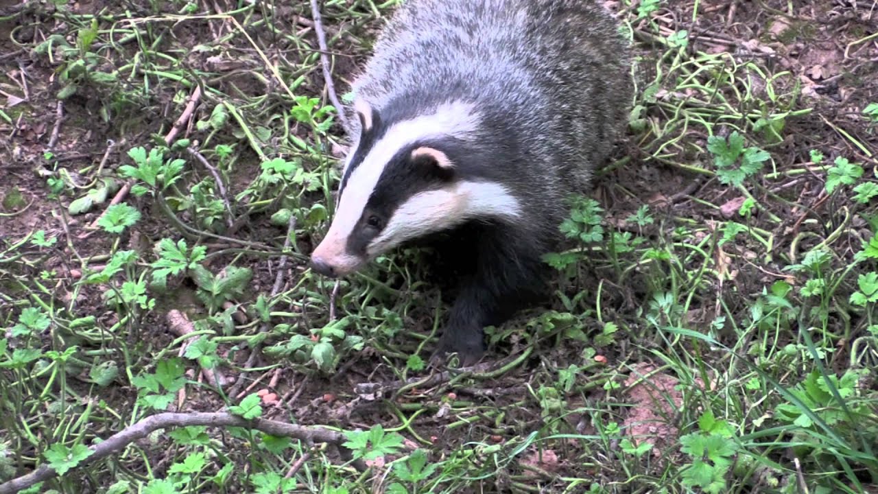 gardeners supply catalog Badger's in Shropshire (HD)