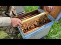 Пчеловодство  состояние семей и когда расширять пчелиное гнездо